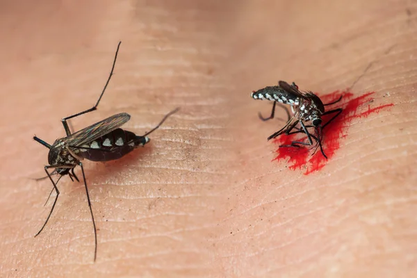 Close-up of a mosquito sucking blood — Stock Photo, Image