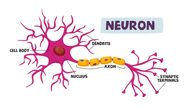 Schéma des neurones humains Infographie Dendrite, corps cellulaire, axone et noyau avec bornes synaptiques Infographie scientifique — Image vectorielle