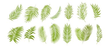 Set of Palm Leaves Isolated on White Background. Tropical Plant Foliage Graphic Elements, Green Branches of Coconut Palm