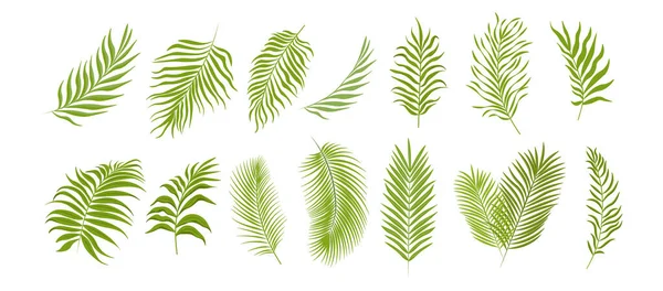 Set of Palm Leaves Isolated on White Background. Tropical Plant Foliage Graphic Elements, Green Branches of Coconut Palm — Stockvector