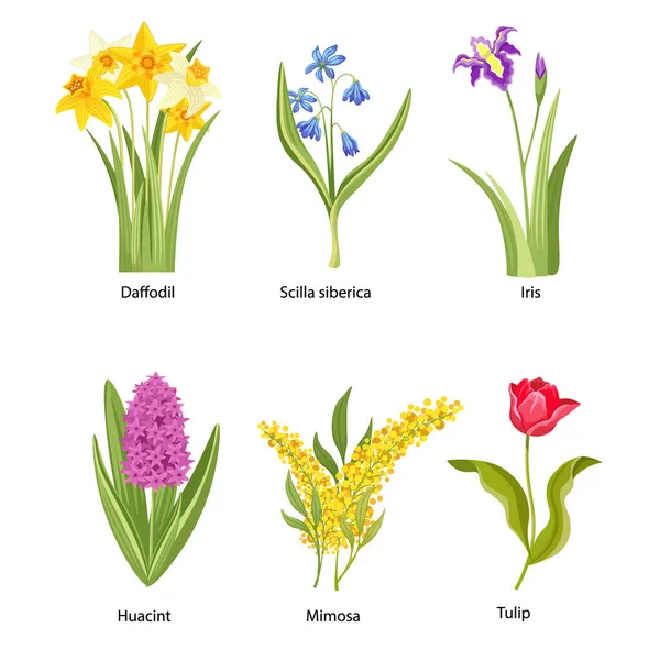 Set van lentebloemen, lente bloesems, planten narcis, Scilla Siberica, Iris en Huacint met Mimosa of Tulp — Stockvector