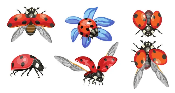 Conjunto de mariquitas, lindas mariquitas aisladas sobre fondo blanco, divertidos insectos rojos con puntos negros y alas extendidas — Vector de stock