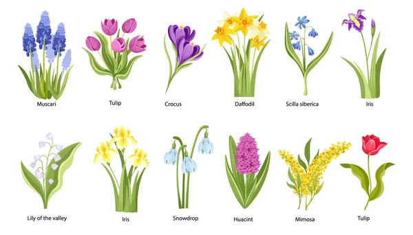 Set of Spring Flowers, Garden or Forest Blossoms Muscari, Tulip, Crocus and Lily of the Valley with Iris and Snowdrop — Stock Vector