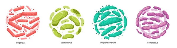 Probiotikus baktériumok: Bulgaricus, Lactobacillus, Propionbacterium és Lactococcus. Jó mikrobák a gyomor egészségére — Stock Vector