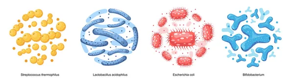 Conjunto de bacterias probióticas, buenos microbios para la salud intestinal y flora microbiana. Streptococcus Thermofillus, Lactobacillus — Vector de stock