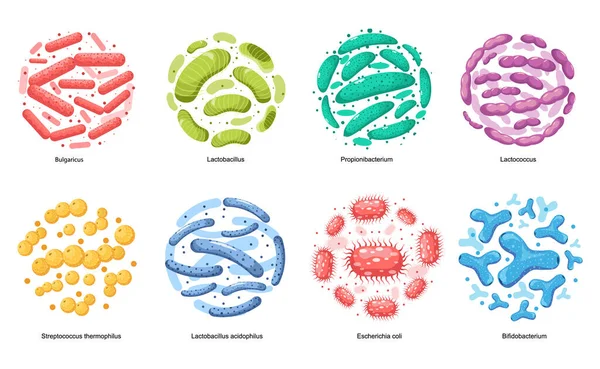 Bactérias Probióticas Bulgaricus, Lactobacillus, Propionbacterium. Lactococcus, Streptococcus Thermofillus, Lactobacillus —  Vetores de Stock