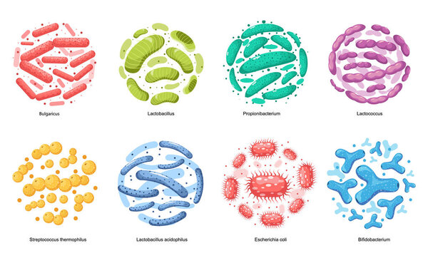 Пробиотик Bacteria presidenticus, Lactobacillus, Propionbacterium. Лактококк, Стрептококк Термофилл, Лактобацилл