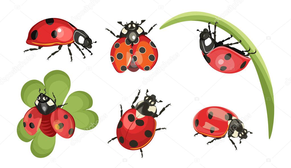 Set of Ladybugs, Funny Red Insects with Eyes and Dots on Green Leaf and Grass Stem. Baby Design for Wallpaper or Fabric