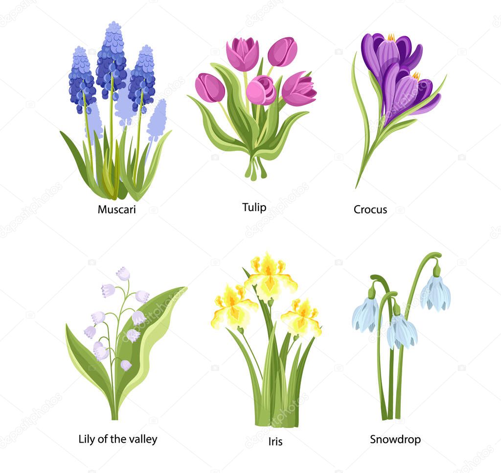 Set of Spring Flowers Muscari, Tulip, Crocus or Lily of the Valley with Iris and Snowdrop. Springtime Beautiful Blossoms