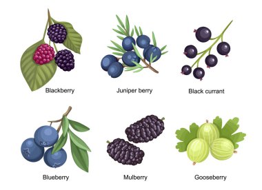 Set Summer Garden and Wild Berries Blackberry, Juniper Berry, Black Currant and Blueberry with Mulberry and Gooseberry clipart