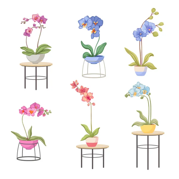 Σετ ορχιδέες κινουμένων σχεδίων σε γλάστρες στα τραπέζια. Διαφορετικοί τύποι τροπικών ή εγχώριων λουλουδιών, όμορφη ανθισμένη χλωρίδα — Διανυσματικό Αρχείο