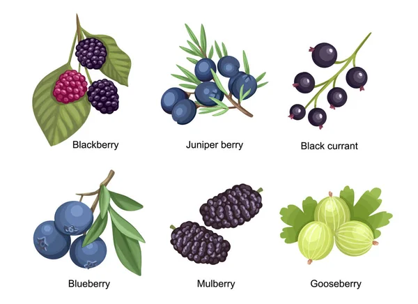 Set Summer Garden and Wild Berries Blackberry, Juniper Berry, Black Currant and Blueberry with Mulberry and Gooseberry — 图库矢量图片