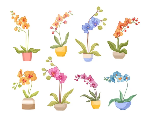 Set of Cartoon Orchids in Flowerpot elszigetelt fehér háttér. Különböző trópusi vagy hazai színes virágok — Stock Vector