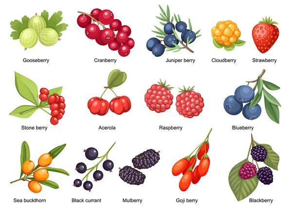 Set de Cloudberry, Fresa, Arándano y Frambuesa con Piedra Berry, Acerola y Goji. Zarzamora, enebro Berry — Vector de stock