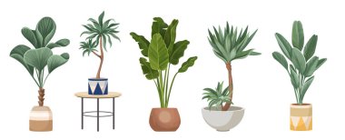 Modern Çiçek Saksısı ve Masa 'daki Potted Palm Trees Ficus, Banana ve Dracaena Domestic Plants setleri. Tropik Avuç İçleri