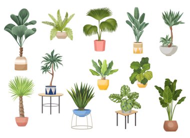 Potted Palm Trees Ficus, Agave, Monstera ve Dracaena, Banana, Chinese Fan Fountain Domestic Plants in Flowerpots