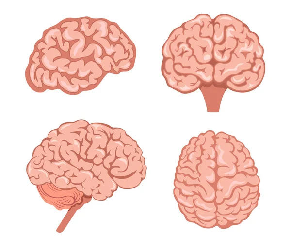 Set von Symbolen Neurologie Thema. Menschliches Gehirn von verschiedenen Seiten isoliert auf weißem Hintergrund. Anatomie Wissenschaft, Körperorgan — Stockvektor