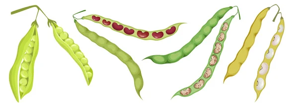 Set Bonen Geïsoleerde Iconen, Groene en Geel Open of Gesloten Pads met Rode en Witte Zaden en Erwten. Natuurlijke groente — Stockvector