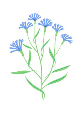 Çoklu çiçekli kır çiçeği sapı, ince yapraklar, ve elle çizilmiş hatlar. Doğanın sembolü, büyüme, zarafet ve kırsal bahçe cazibesi. Çizgi film vektör illüstrasyonu.