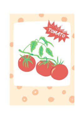 Üç olgun meyve ve yapraklı domates sarmaşığı sapında bir etiket patlaması ve noktalı arkaplan ile çerçevelenmiş. Tazeliğin, organik gıdanın, bahçe ürünlerinin ve tarım pazarının sembolü. Çizgi film vektör illüstrasyonu.