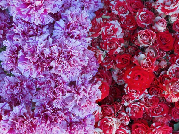 Nejlikmönster Vackra Blommande Blommor Röd Blommig Bakgrund — Stockfoto