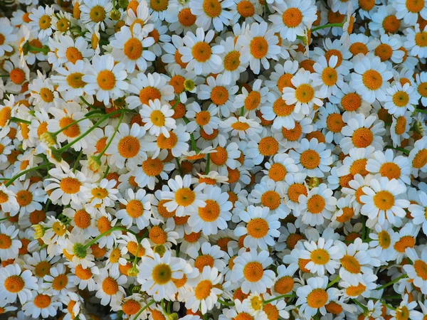 White Daisy Flowers Background Wild Chamomile Nature Selective Focus Image — Stock Photo, Image