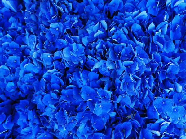 Hydrangea (Hydrangea makrophylla) ya da Hortensia çiçeğinin arka planı mavi renklidir. Moda renkleri.