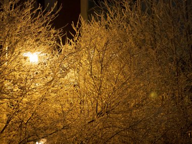 Karda donmuş ağaçlar. Kış arkaplanı.