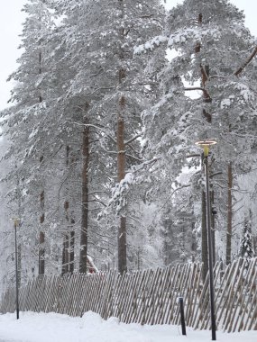 Karda donmuş ağaçlar. Kış arkaplanı.