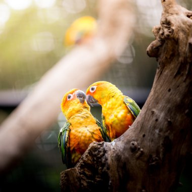 Güneş conure papağan