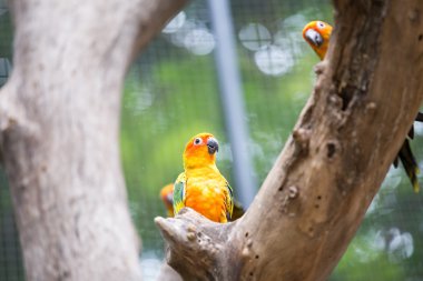 Güneş conure papağan