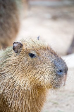 Capibara (Hydrochoerus hydrochaeris)