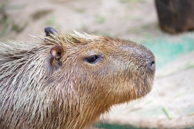 Capibara (Hydrochoerus hydrochaeris)