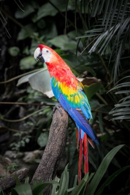 ağaç üzerinde Scarlet Amerika papağanı