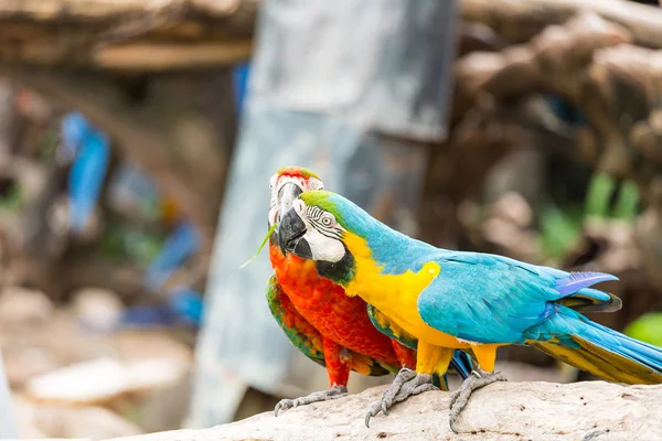 Couple of macaws — Stock Photo, Image