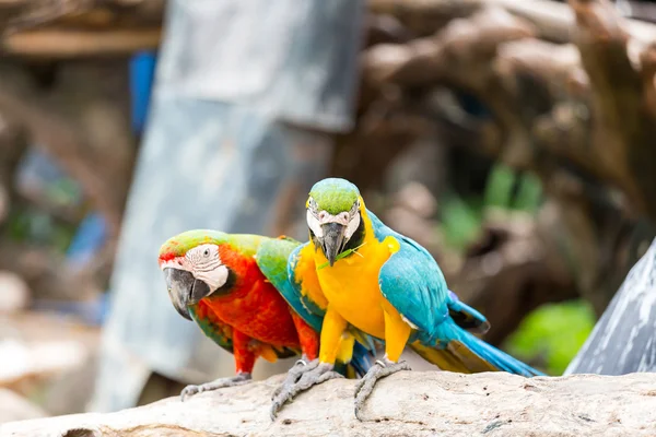 Couple of macaws — Stock Photo, Image