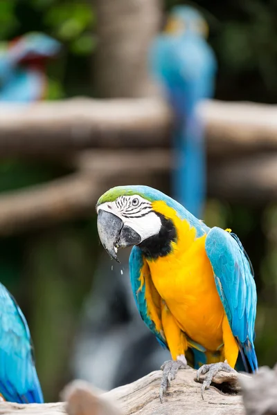 Macaw — Stock Photo, Image