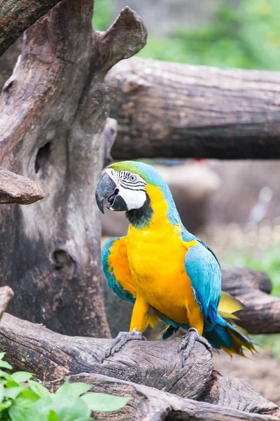 Macaw — Stock Photo, Image