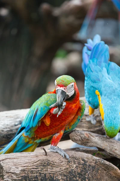 Macaw — Stock Photo, Image