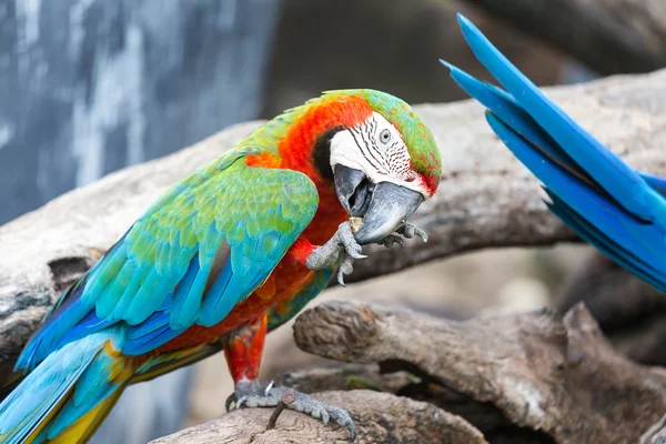 Macaw — Stock Photo, Image