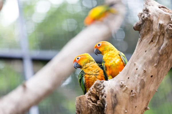 Güneş conure papağan