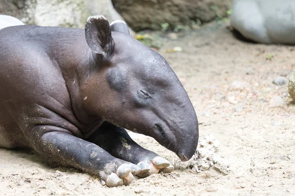 Tapir — Stok Foto