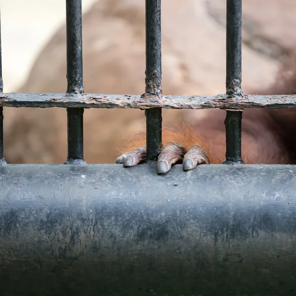 Gorilla's hand — Stock Photo, Image