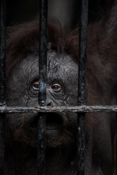 Face of gorilla — Stock Photo, Image