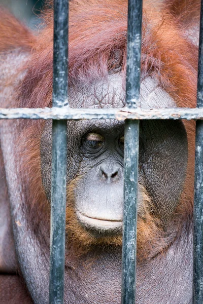 Face of gorilla — Stock Photo, Image