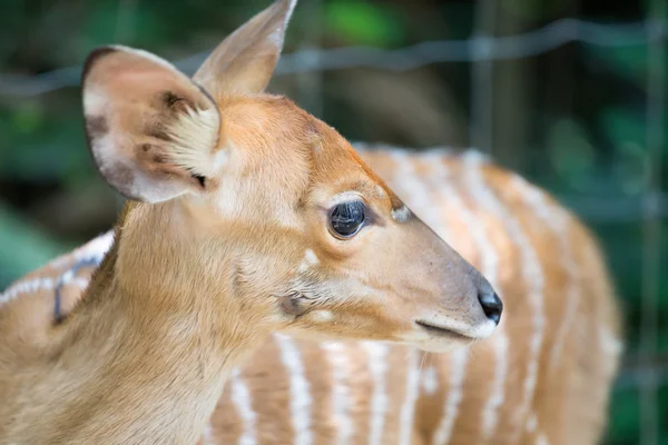 Close up of female nyala head ( tragelaphus angasii ) — Stock Photo, Image