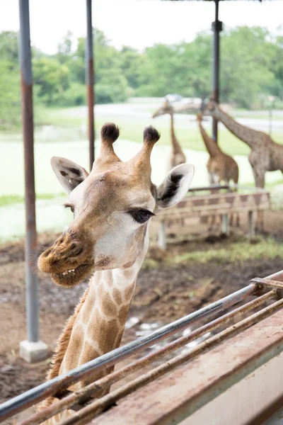 Giraffe gezicht close-up — Stockfoto