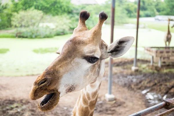 Giraffe gezicht close-up — Stockfoto