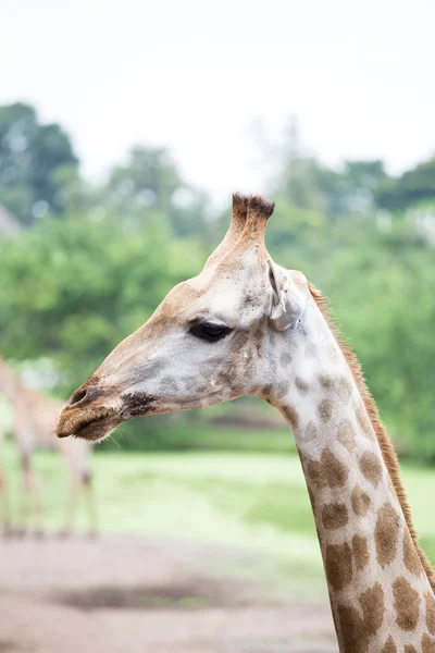 Fechar a cara de girafa — Fotografia de Stock