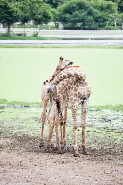 Girafa — Fotografia de Stock